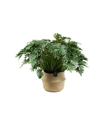 Philodendron Xanadu XXL